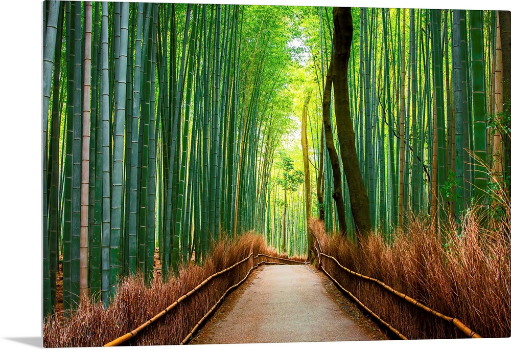 Bamboo forest in Arashiyama in western Kyoto, Japan.