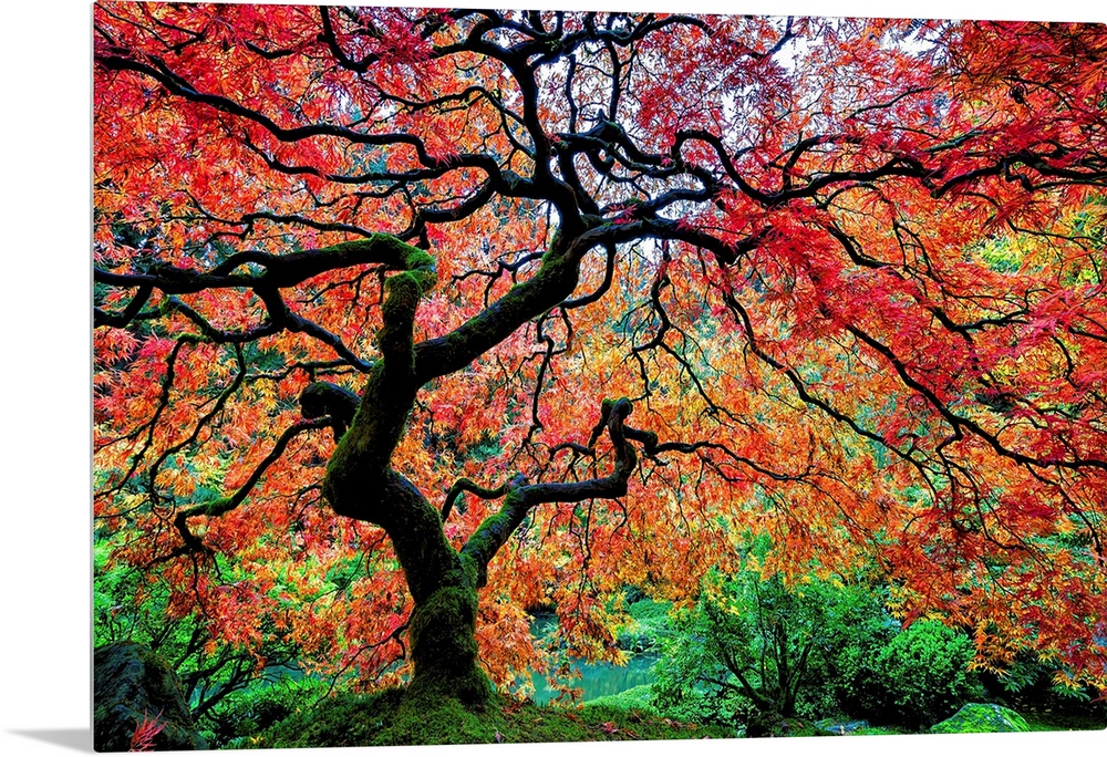 Maple tree in the Japanese Garden in Portland, Oregon.