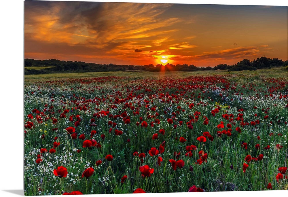 Meadow with poppies at sunset in Kos island, Greece.