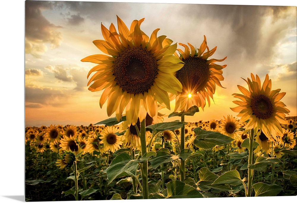 Sunflower field at sunset with a beautiful sun starburst.