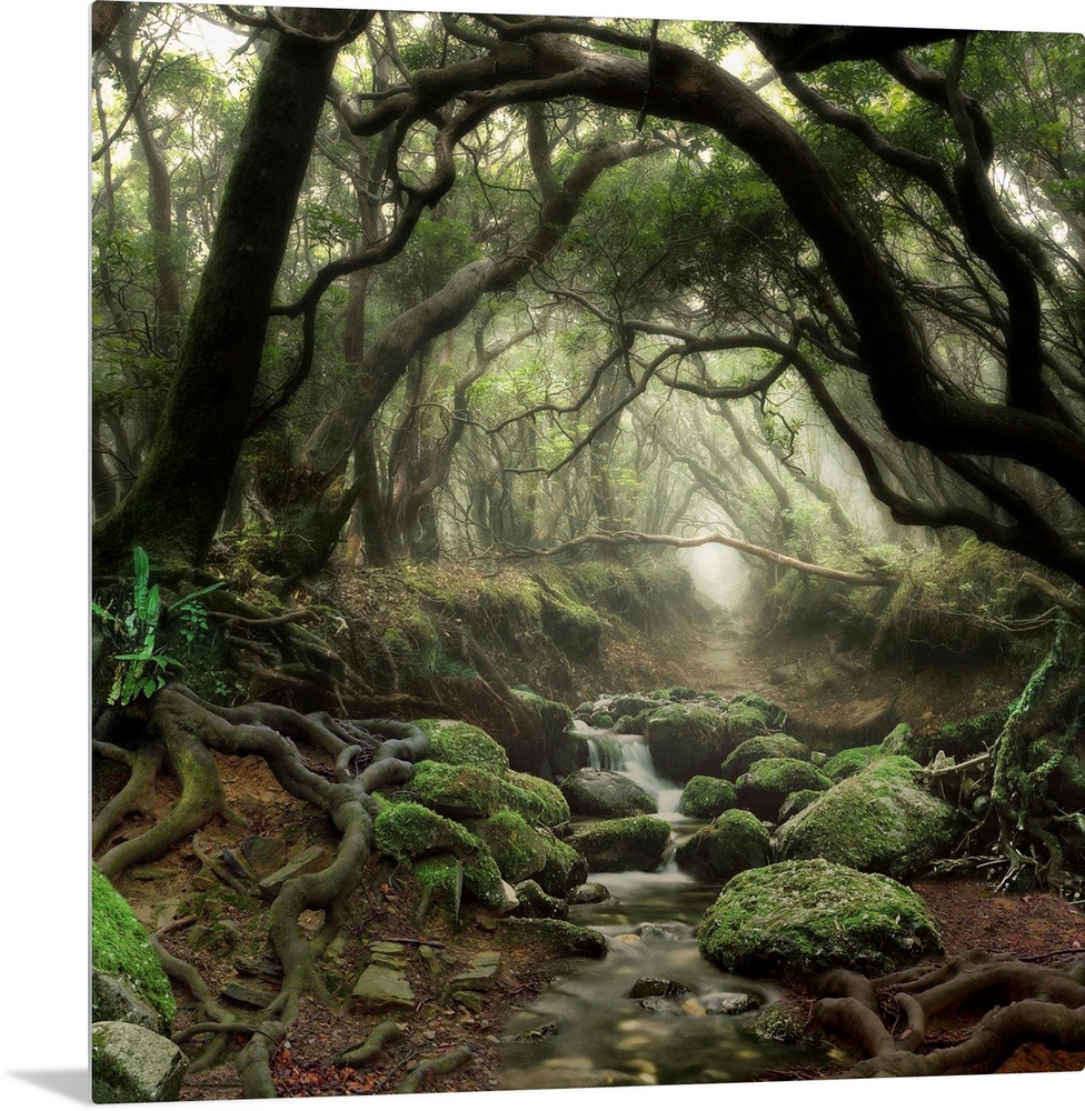 Tree branches forming an archway in a forest with a small stream.