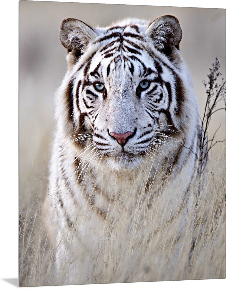 A portrait of a majestic looking white tiger partially concealed behind tall grass.