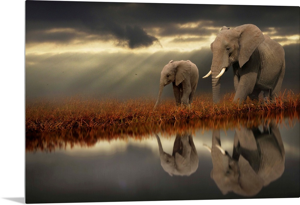 Two elephants walking along the water, with their reflections mirrored below, on a cloudy day.