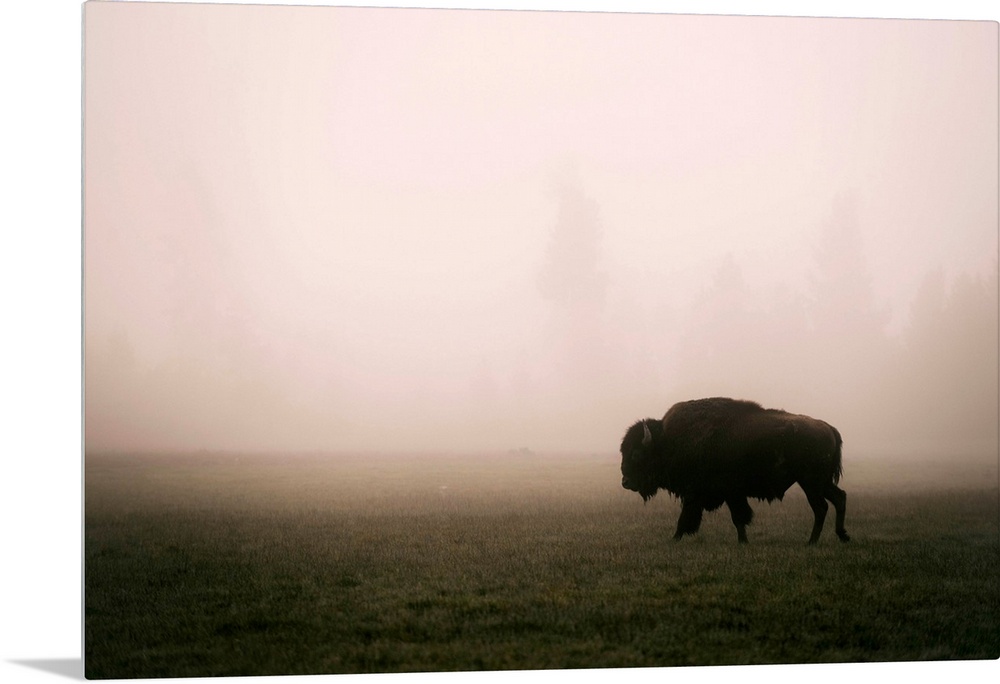 A bison in a misty field at Yellowstone National Park, Wyoming.