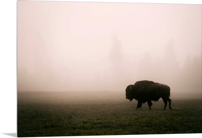 A Bison in Mist