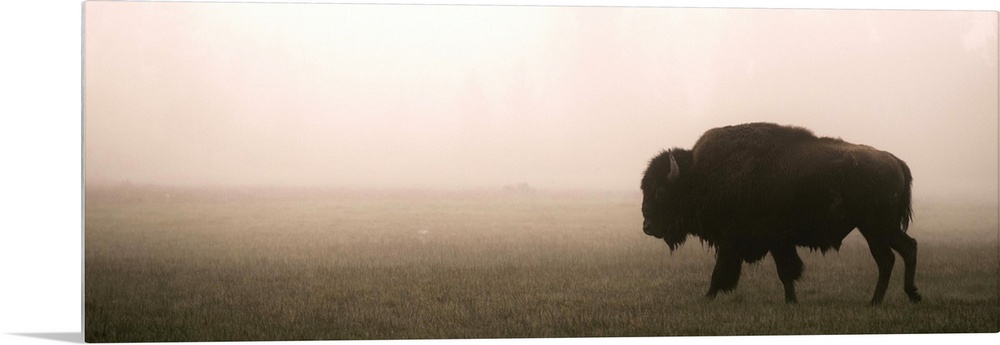 A bison in a misty field at Yellowstone National Park, Wyoming.
