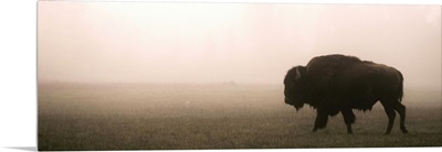 A Bison in Mist - Panoramic