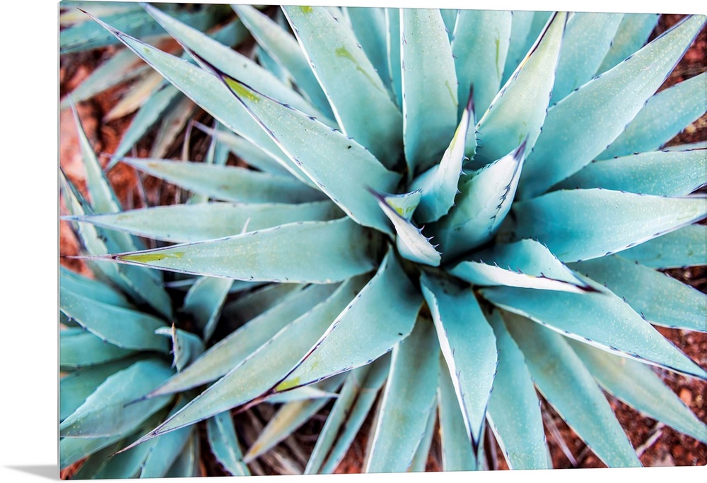 Close-up photograph of agave plants in Sedona AZ.