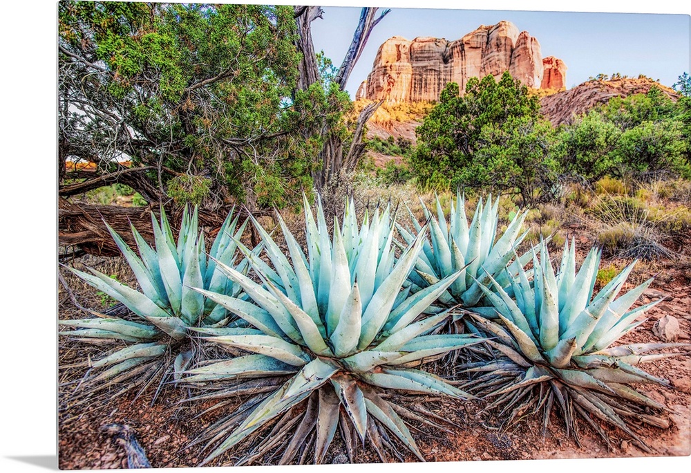 Landscape photograph of Agave plants in Sedona, AZ with Cathedral Rock in the background.