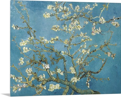 Almond Blossom