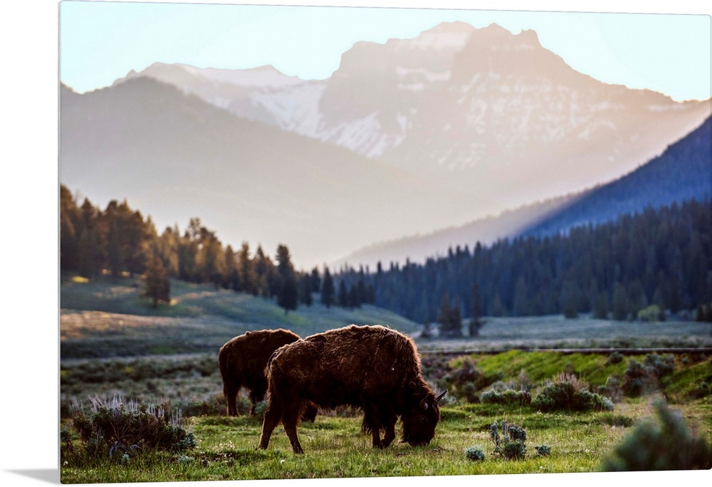 Bison grazing in a field with a mountainous landscape in the background.