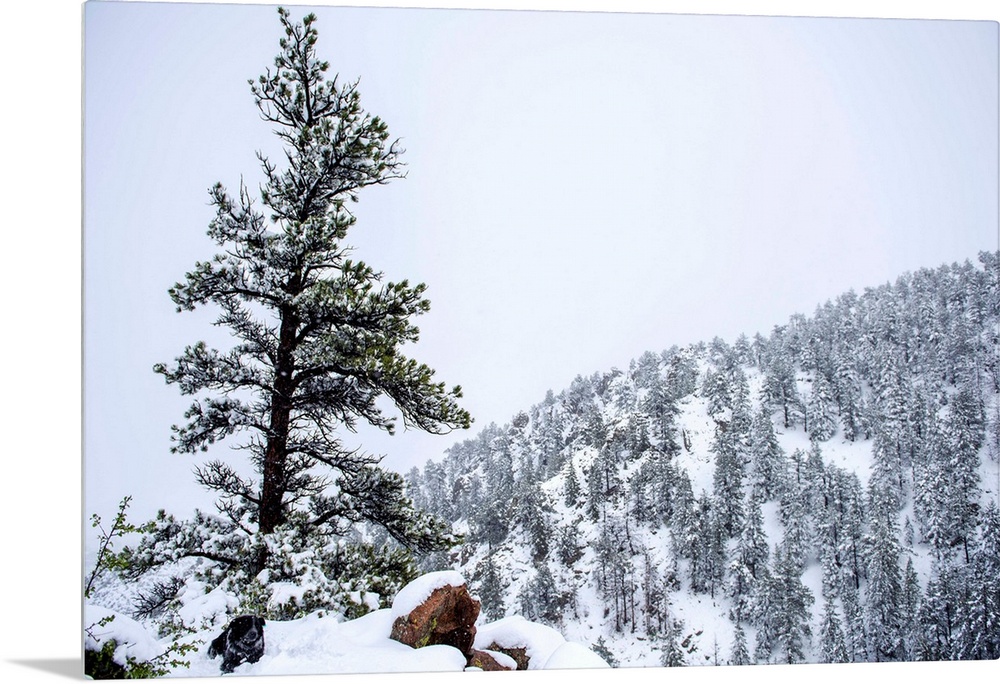 Snowy forest landscape surrounds a lone tree upon a hill accompanied by a dog.