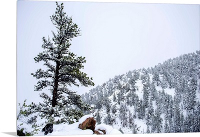 Colorado Snowy Forest