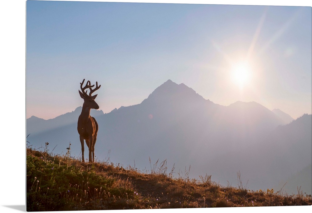 Early morning view of a deer near Hurricane Hill Trail in Olympic National Park, Washington.