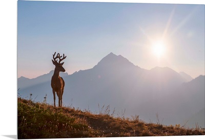 Deer Near Hurricane Hill Trail, Olympic National Park, Washington