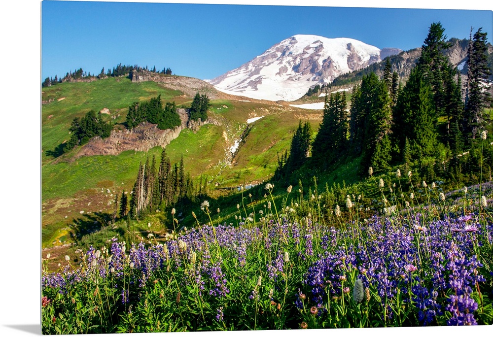 Mount Rainer's renowned wildflowers bloom for a limited amount of time every year.