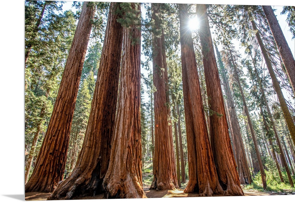 View of a group of Sequoia trees in Sequoia National Park, California.