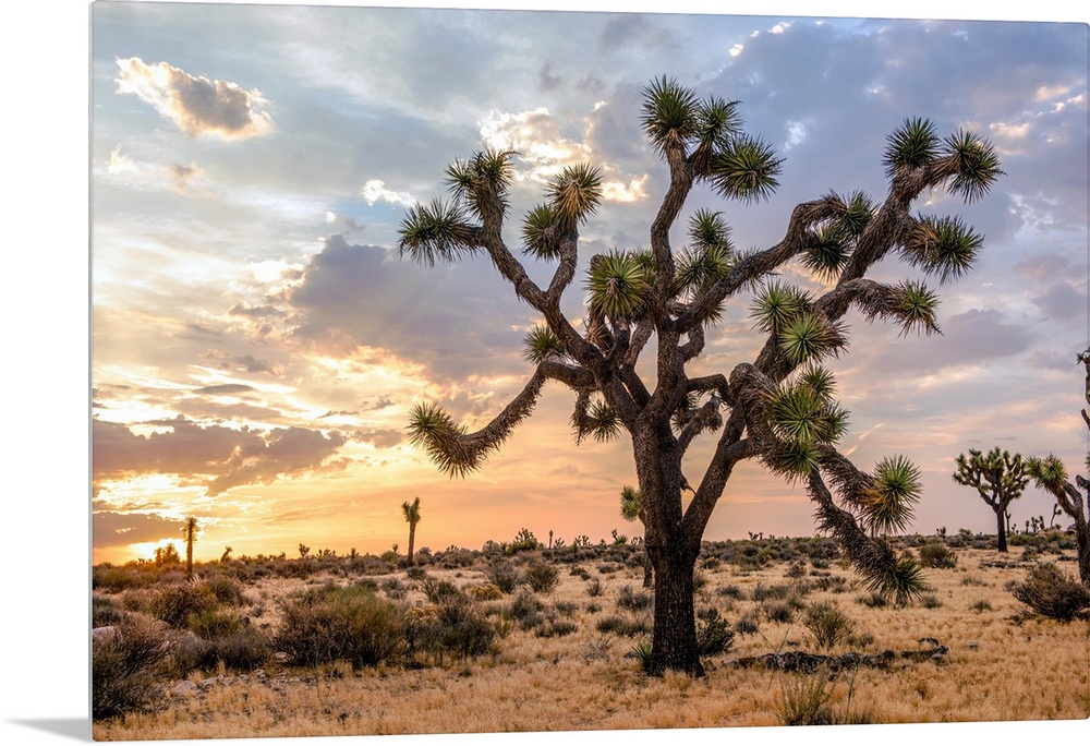 View of a large Joshua tree and desert vegetation after dawn in California.