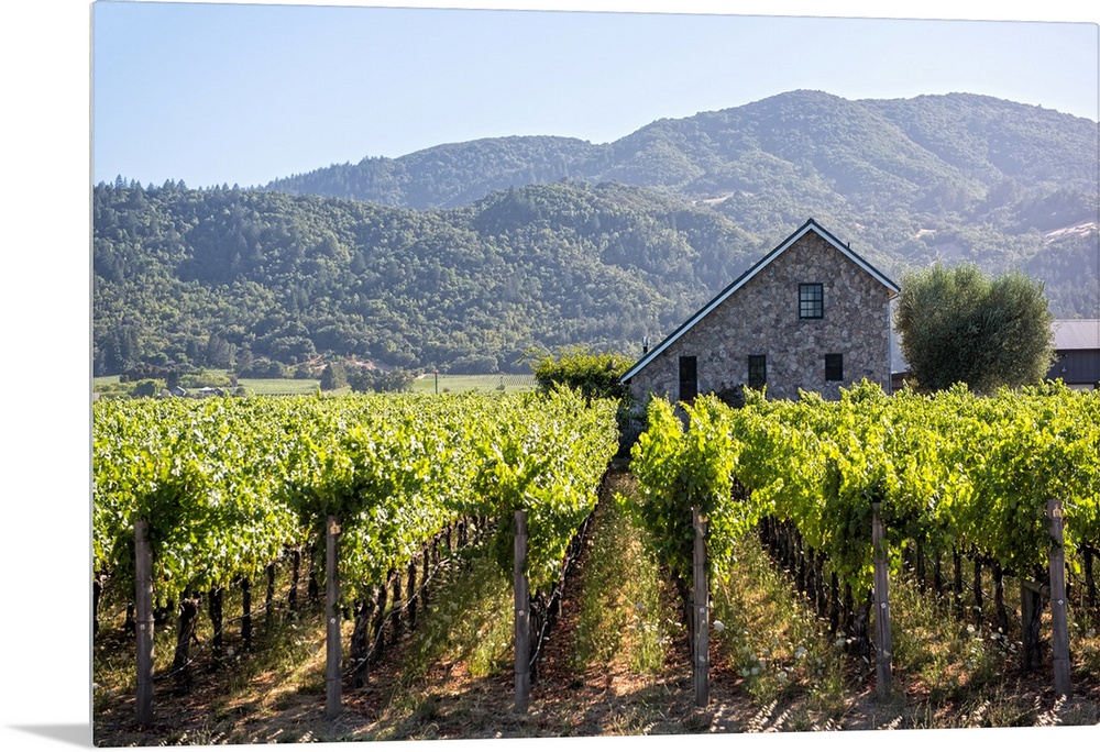 Landscape photograph of a Napa Valley vineyard with rows of grape vines and a cobblestone building in the background with ...