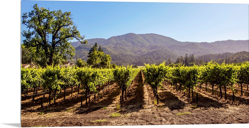 Panoramic photograph of rows of grapes at a vineyard in Napa Valley, California, with rolling hills in the background.