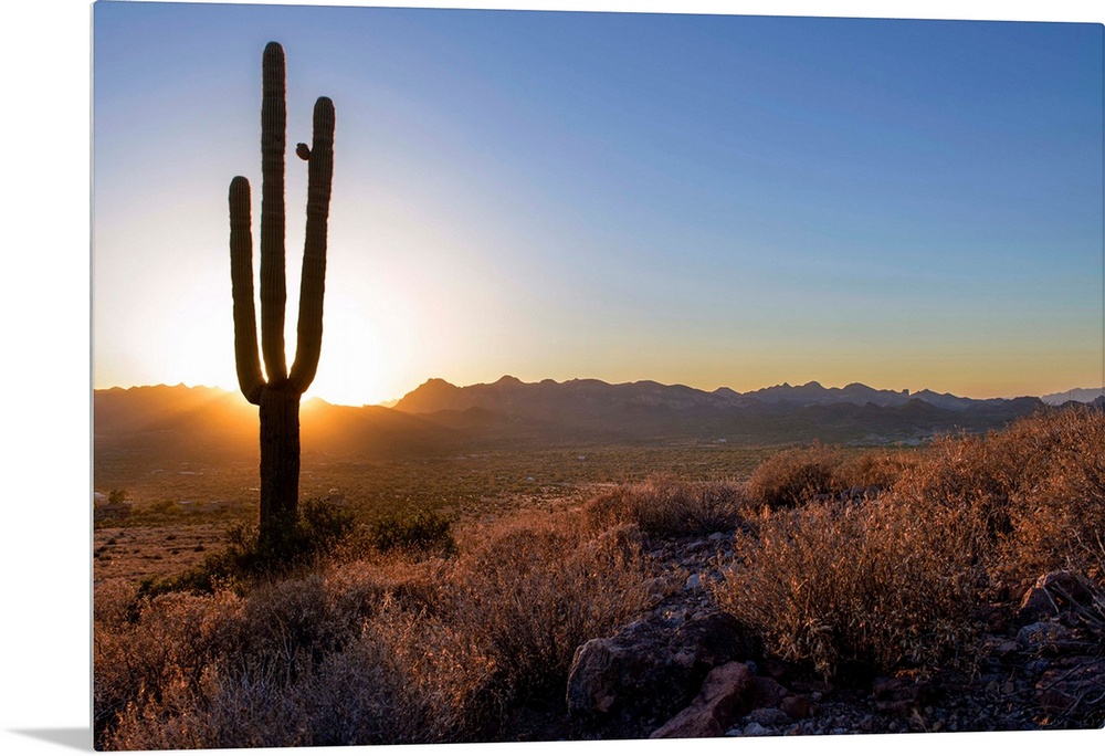 Saguaro cactus at sunset in Phoenix, Arizona.