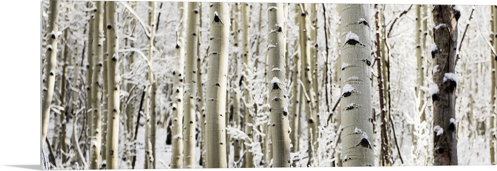 A panoramic forest of birch trees with summer snow in Aspen, Colorado.