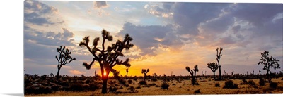 Sunrise At Joshua Tree National Park, California