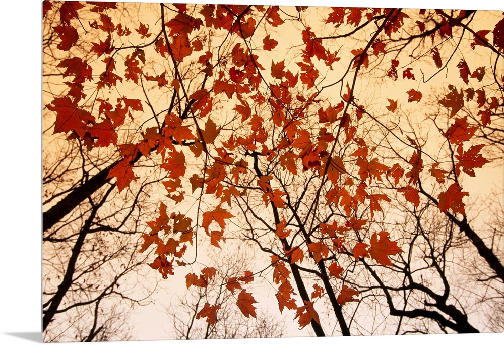 From the National Geographic Collection the branches of trees reach upward while the last leaves of fall cling to tree bra...