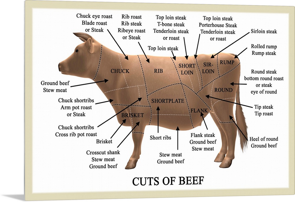 Cuts of beef. Computer artwork illustrating primal and subprimal cuts of beef and their names. Primal cuts (shown with bla...