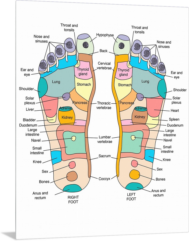 Reflexology foot map, artwork. Reflexology is a form of alternative medicine in which disorders in the body are treated by...