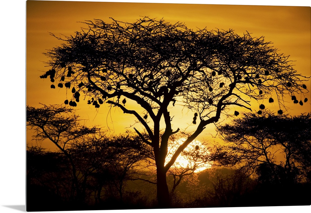 Large, landscape photograph of a tree and bushes of an African landscape, silhouetted by the setting sun in the background.