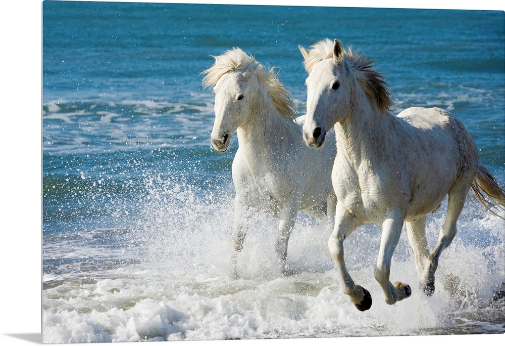 Giant photograph of two Camargue horses galloping along the edge of the ocean on a beach in South France.