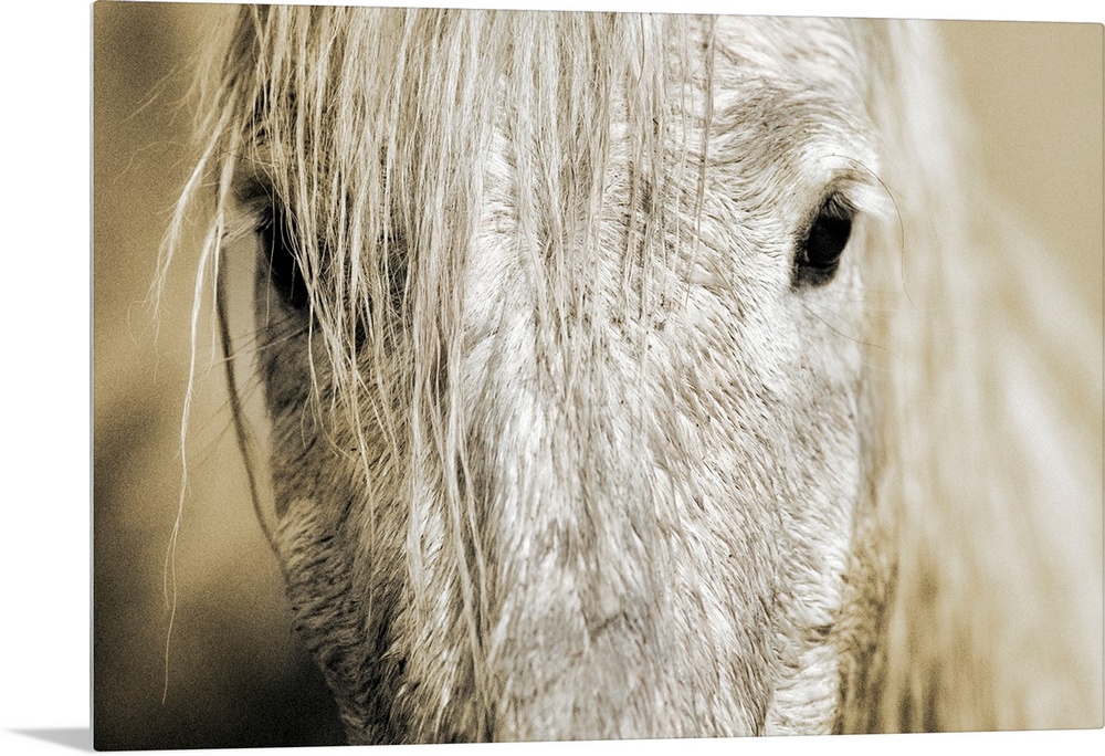 Wall docor of an extreme close up of a white horse's mid facial area with dark eyes staring back.