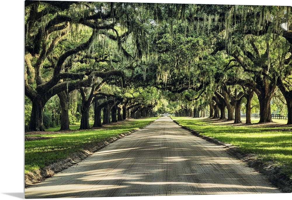 Oak tree lined road at Boone Hall Plantation, Charleston, South Carolina.