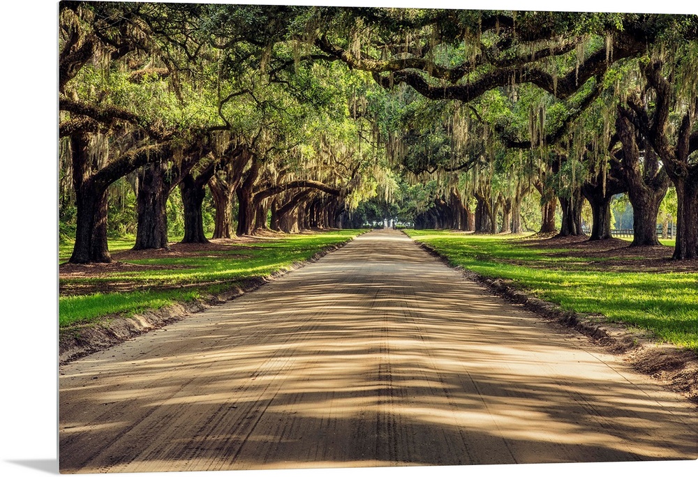 Oak tree lined road at Boone Hall Plantation, Charleston, South Carolina.