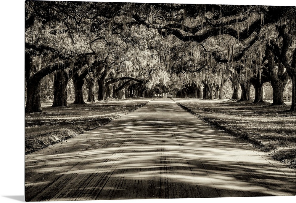 Oak tree lined road at Boone Hall Plantation, Charleston, South Carolina.