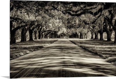 Oak tree lined road at Boone Hall Plantation, Charleston