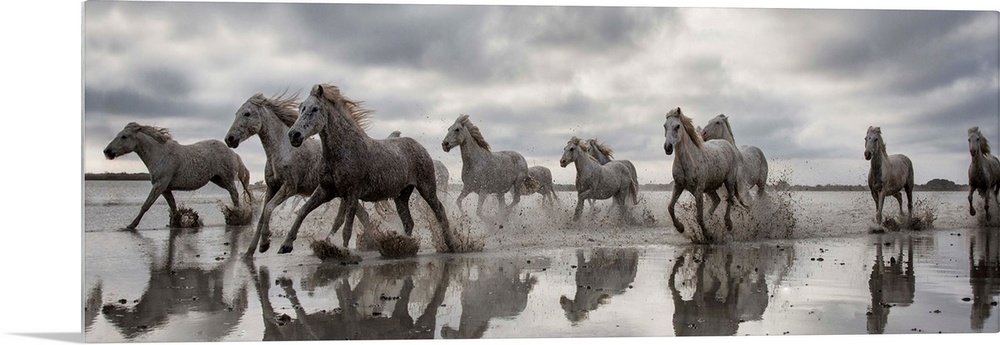 The White Horses of the Camargue running in the water in the South of France