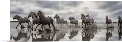 The White Horses of the Camargue running in the water