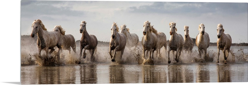 The White Horses of the Camargue running in the water in the South of France