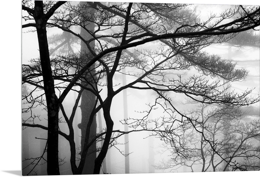 This monochromatic landscape photograph of leafless trees growing in the mist is for the contemporary home or office.