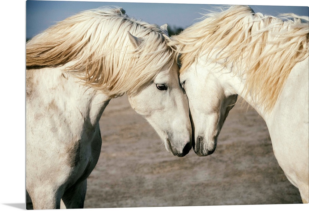 Two Camargue horses loving on each other in the south of France