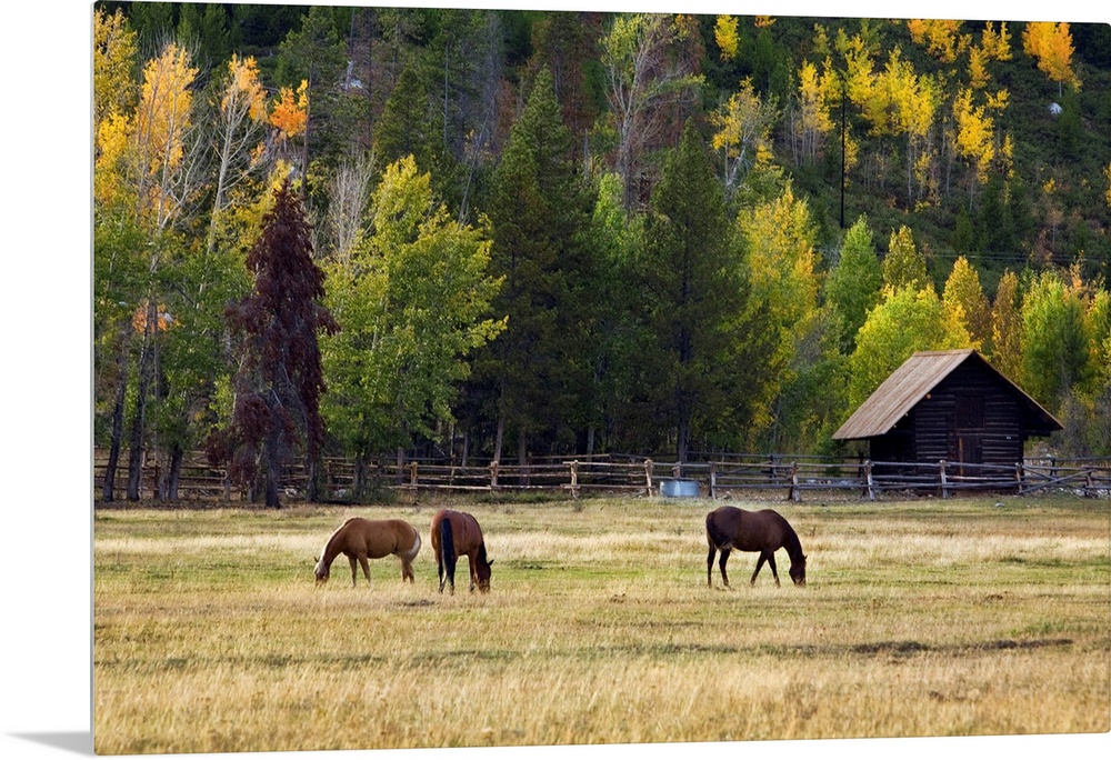 Horses in a corral at the foot of a tree covered mountain.