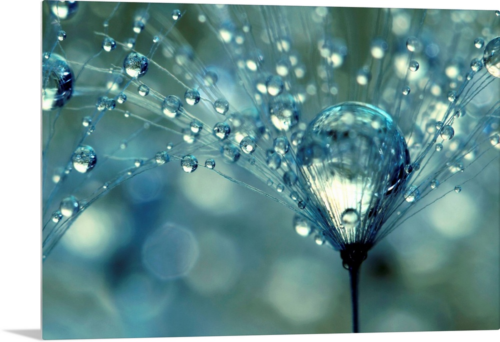 Dandelion with water droplets