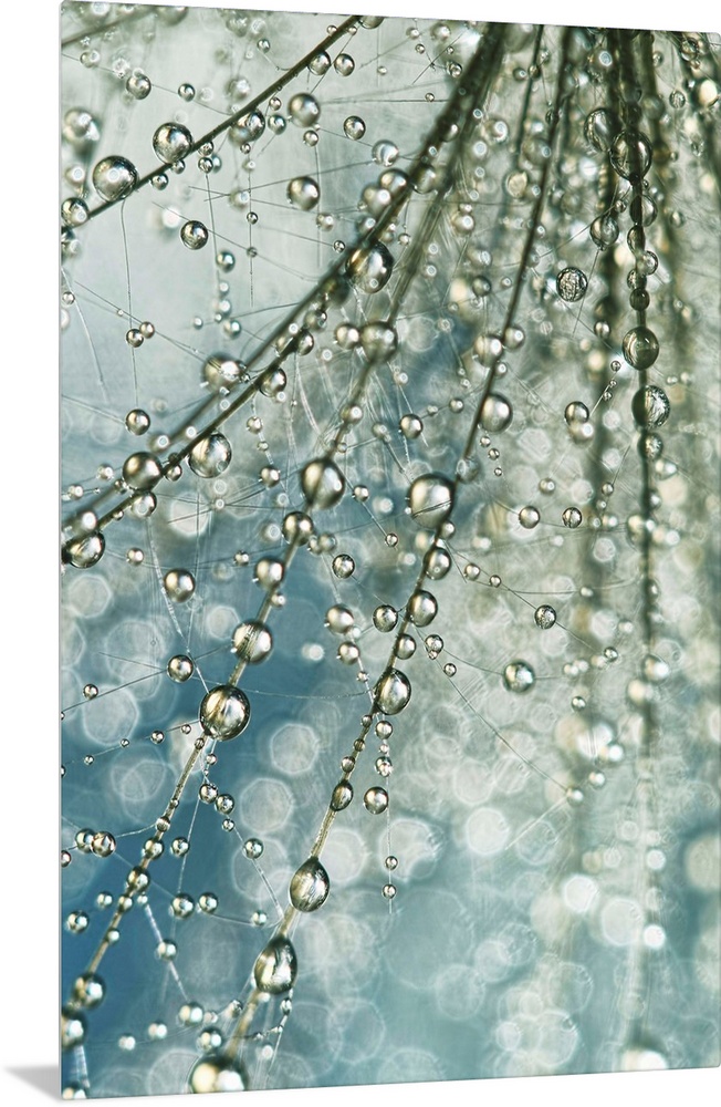 Water droplets on a Thistle seed.