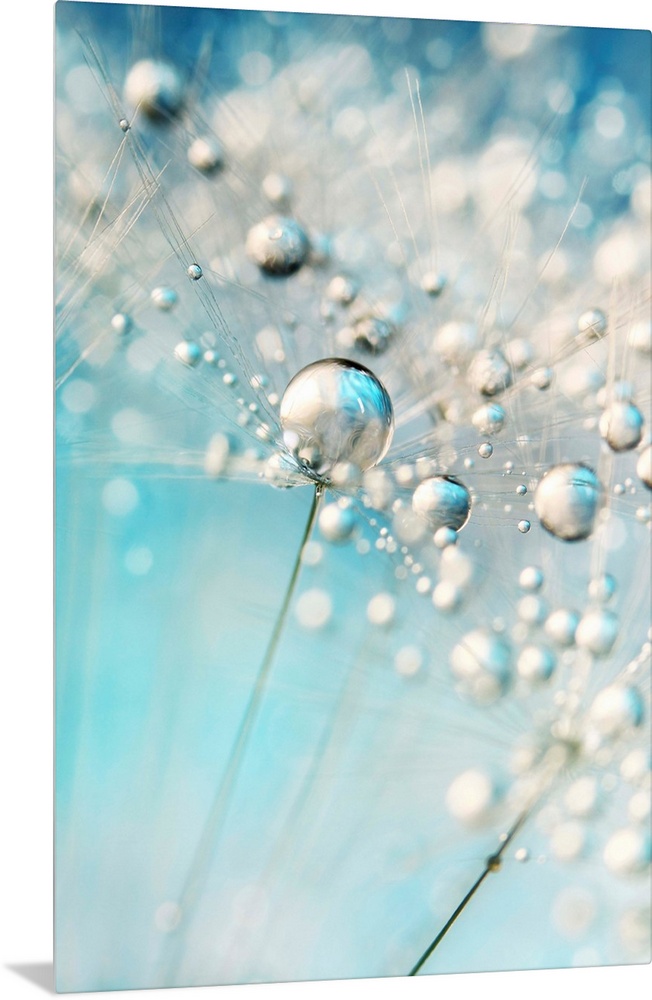Dandelion seed with water droplets