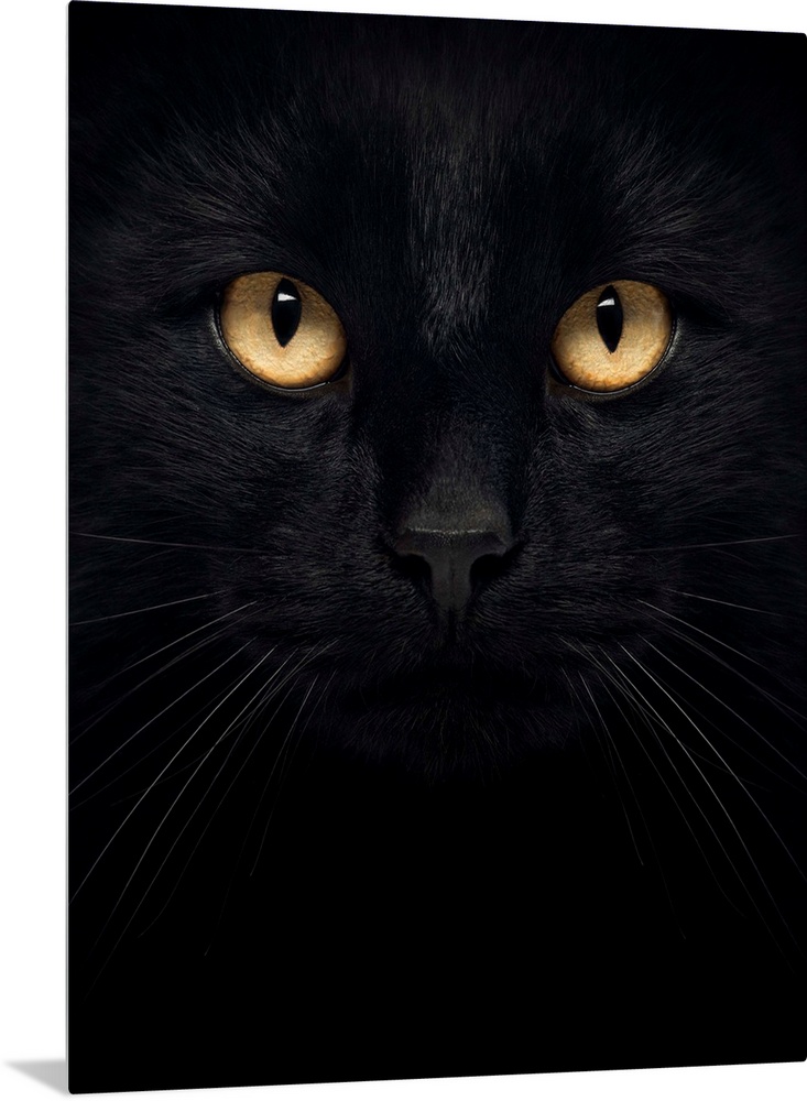 Close-up of a Black Cat looking at the camera, isolated on white