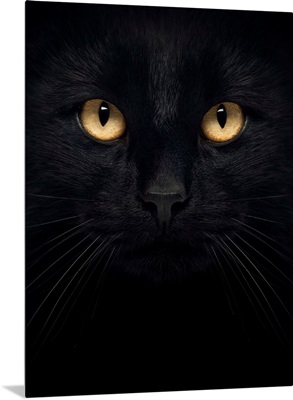 Black Cat Face