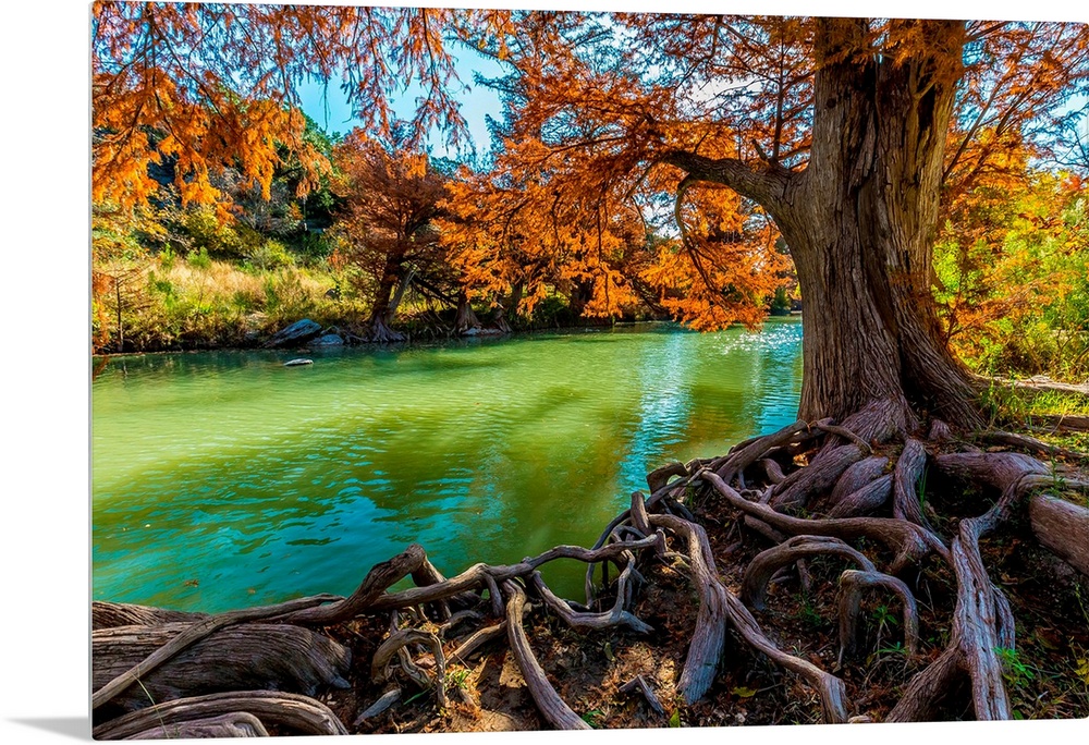 Intricate Intertwined Gnarly Cypress Tree Roots with Beautiful Fall Foliage on the Banks of the Guadalupe River at Guadalu...