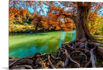 Brilliant Fall Foliage on the Guadalupe River in Texas with Gnarly Roots